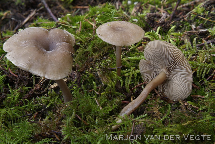 Stijve grauwkop - Lyophyllum baeospermum